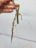 Syngonium Albo Variegata Steckling