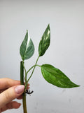 Epipremnum Pinnatum Variegata Steckling