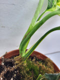 Monstera Karstenianum Peru Variegata