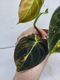 Philodendron Melanochrysum Variegata
