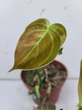 Philodendron Melanochrysum Variegata