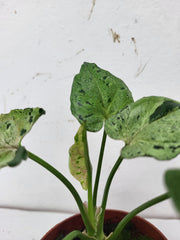 Syngonium Grey Ghost