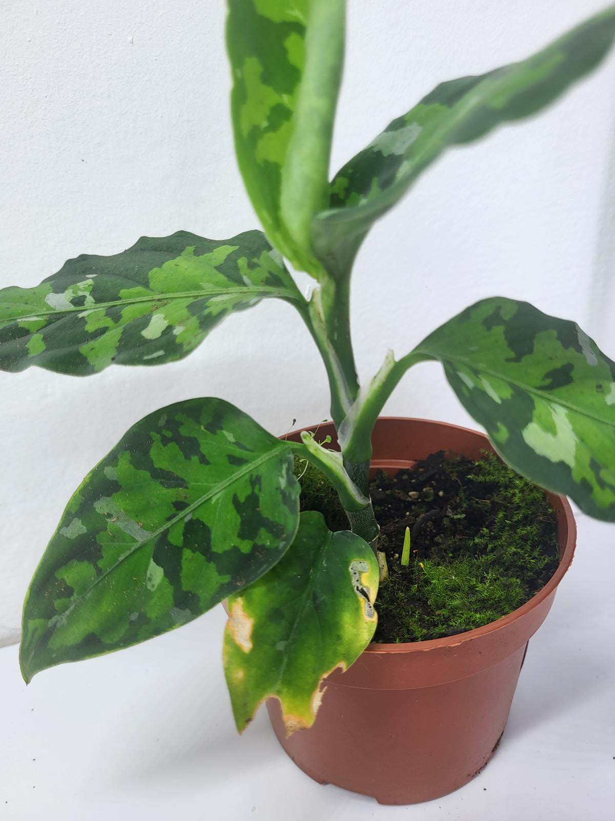 Aglaonema Pictum Tricolor – whiteleafplants