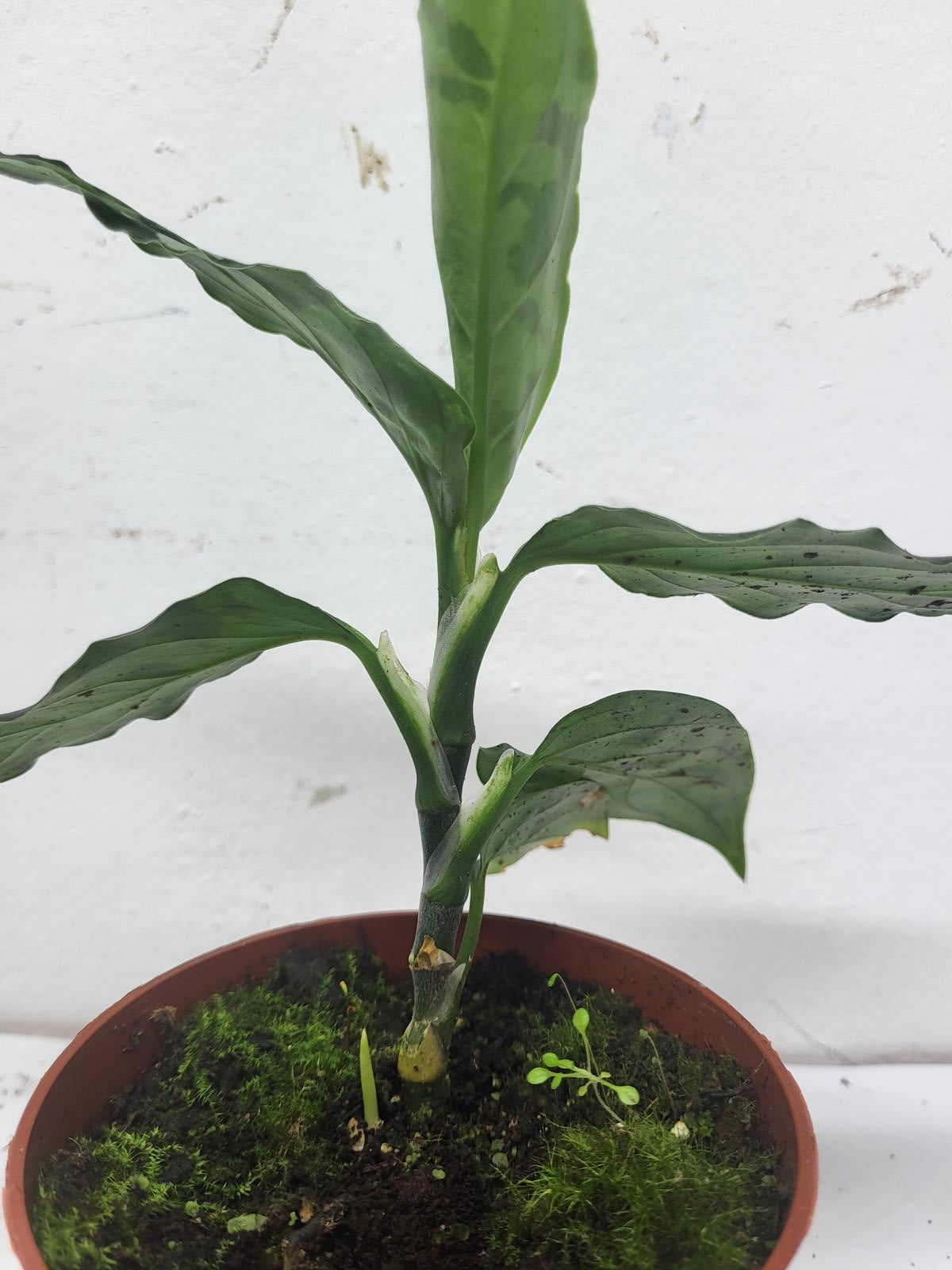 Aglaonema Pictum Tricolor – whiteleafplants