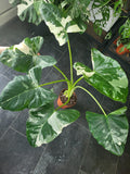 Alocasia Macrorrhiza Variegata