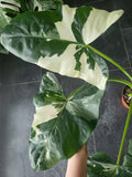 Alocasia Macrorrhiza Variegata