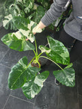 Alocasia Macrorrhiza Variegata