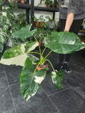 Alocasia Macrorrhiza Variegata