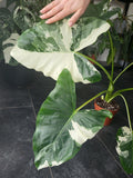 Alocasia Macrorrhiza Variegata