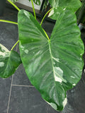 Alocasia Macrorrhiza Variegata