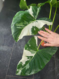 Alocasia Macrorrhiza Variegata