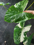 Alocasia Macrorrhiza Variegata