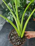 Alocasia Macrorrhiza Variegata