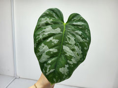 Philodendron Brandtianum Wild Form Steckling