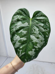 Philodendron Brandtianum Wild Form Steckling