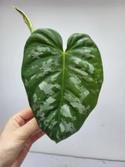 Philodendron Brandtianum Wild Form Steckling