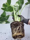 Alocasia Macrorrhiza Variegata (Rhizom / Bulbe)