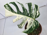 Monstera Variegata Stecklinge eingetopft