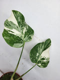 Monstera Variegata Stecklinge eingetopft