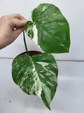 Monstera Variegata Stecklinge eingetopft