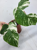 Monstera Variegata Stecklinge eingetopft