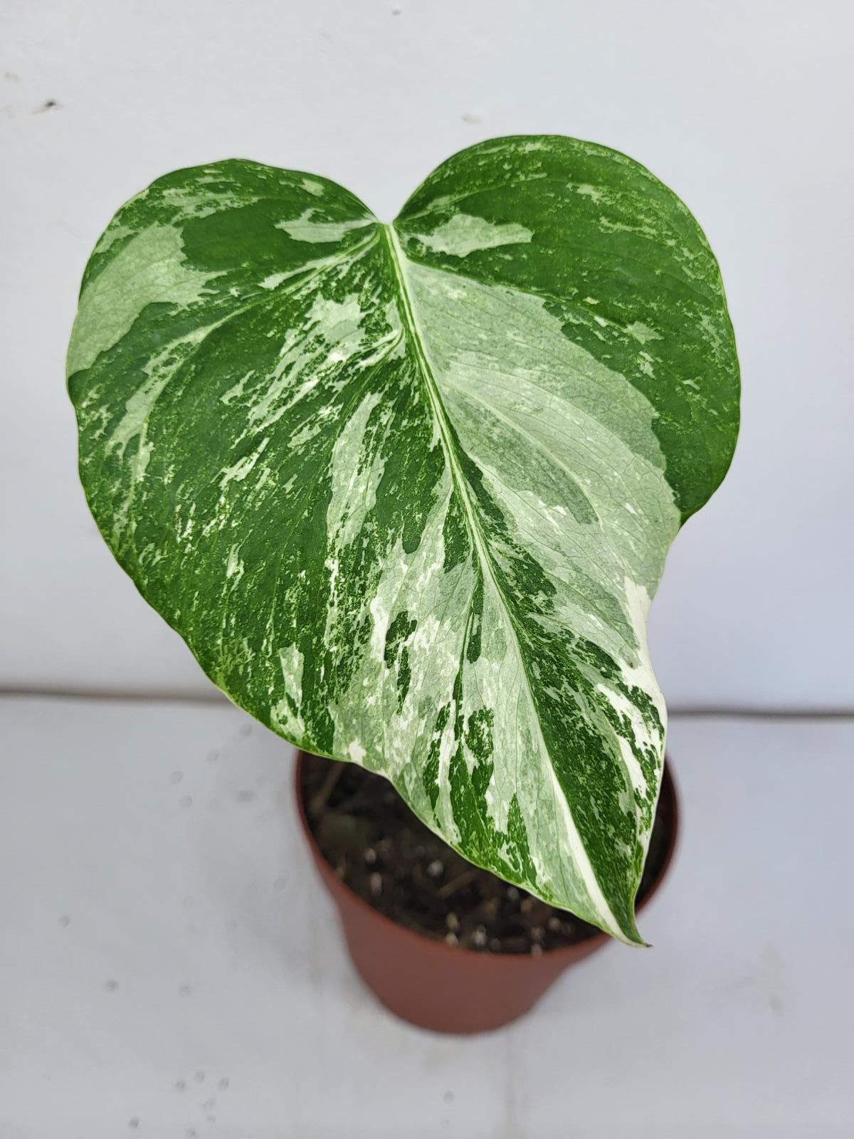 Monstera Variegata Steckling