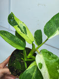 Philodendron Jose Buono