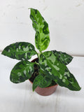 Aglaonema Pictum Tricolor