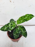 Aglaonema Pictum Tricolor