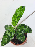 Aglaonema Pictum Tricolor