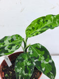 Aglaonema Pictum Tricolor