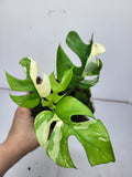 Raphidophora Tetrasperma Variegata