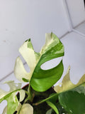 Raphidophora Tetrasperma Variegata