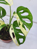 Monstera Adansonii Variegata