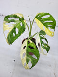 Monstera Adansonii Variegata