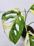 Monstera Adansonii Variegata