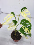 Monstera Adansonii Variegata