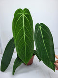 Anthurium Warocqueanum x Waterburyanum