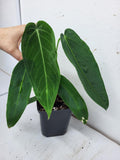 Anthurium Warocqueanum x Waterburyanum