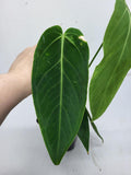 Anthurium Warocqueanum x Waterburyanum