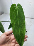 Anthurium Warocqueanum x Waterburyanum