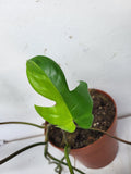 Philodendron Florida Beauty