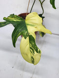 Philodendron Florida Beauty