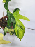 Philodendron Florida Beauty