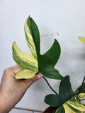 Philodendron Florida Beauty