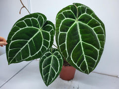 Anthurium Crystallinum (Groß) mit Blüte