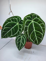 Anthurium Crystallinum (Groß) mit Blüte