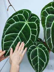 Anthurium Crystallinum (Groß) mit Blüte