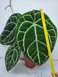 Anthurium Crystallinum (Groß) mit Blüte