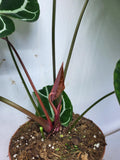 Anthurium Crystallinum (Groß) mit Blüte